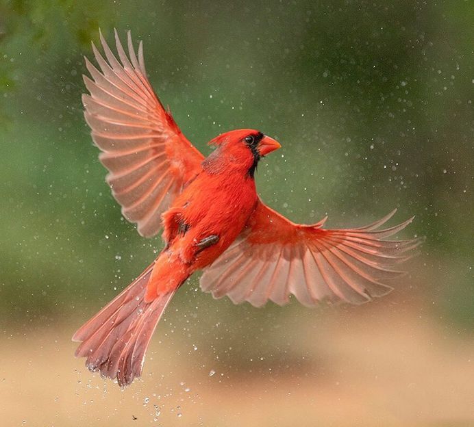 #bird_brilliance: Fascinating Bird Photography by Hector Astorga