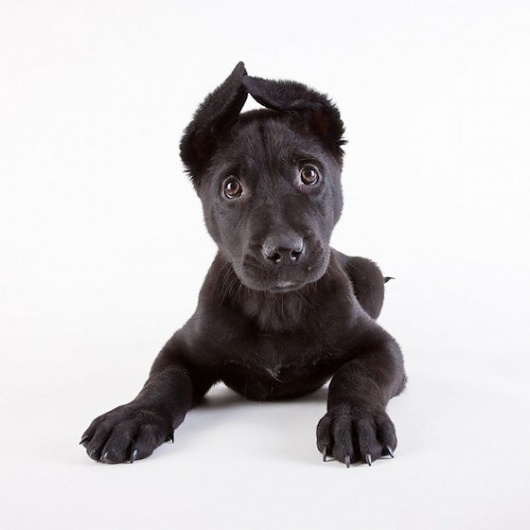Animal Shelter Portraits - Wall to Watch #shelter #puppy #photography #animal #dog