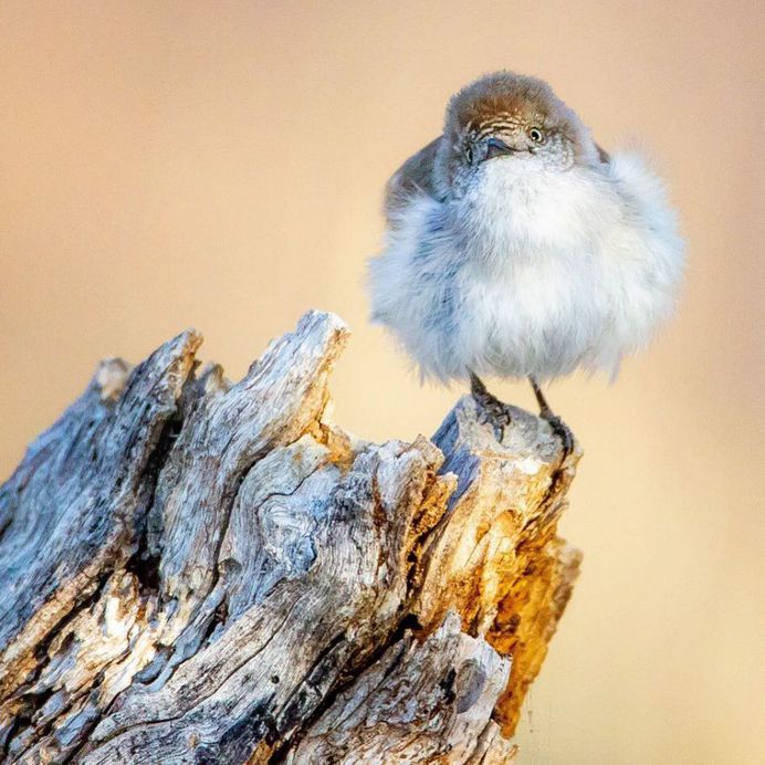 #kings_birds: Stunning Bird Photography by Ben Knoot