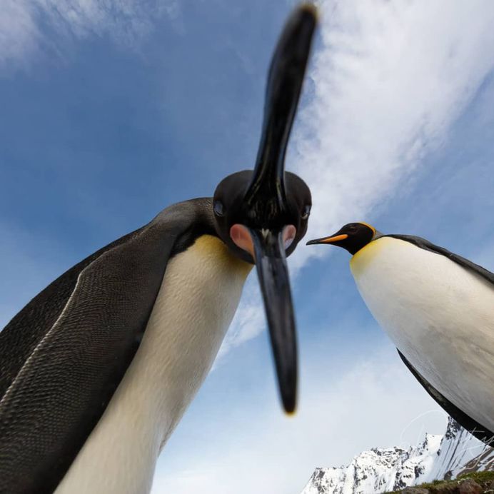 Fine Art Wildlife Photography by Dmitry Arkhipov