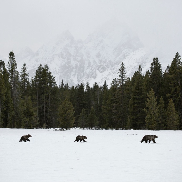 Amazing Wild Animals in Grand Teton National Park by Nick Sulzer