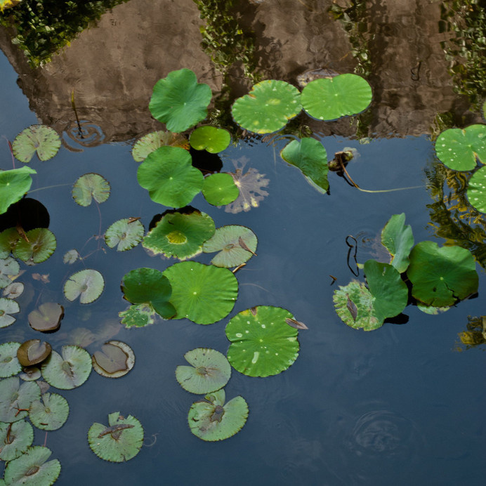 IG015 #plants #leaves