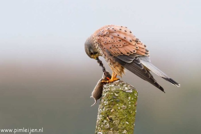 Gorgeous Animal Portraits by Pim Leijen