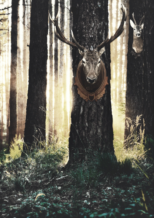 deer horns in the forest #die #sun #deer #tree #grass #autumn #sunrise #dead #forest #animal #life #walk