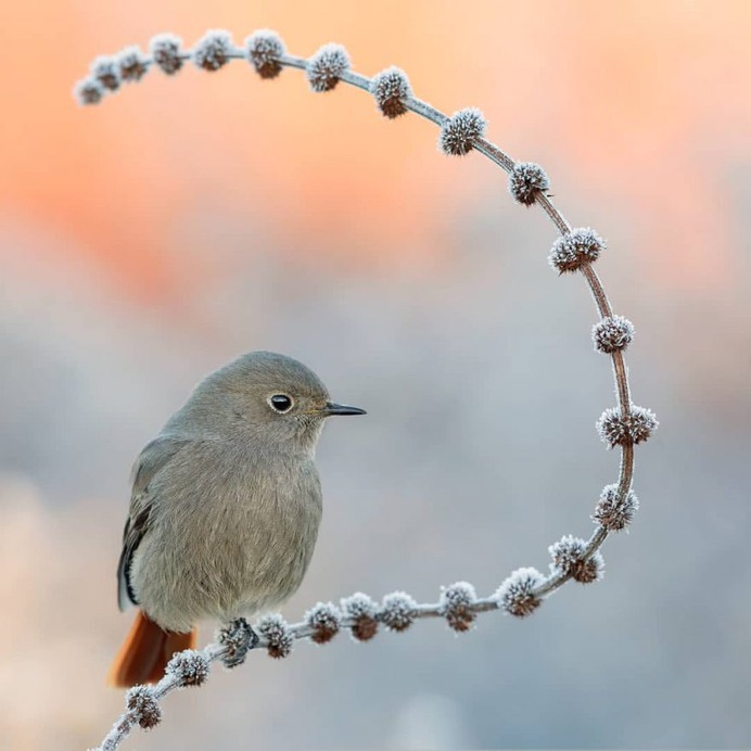 Birds of Italy: Beautiful Birds Photography by Lorenzo Magnolfi