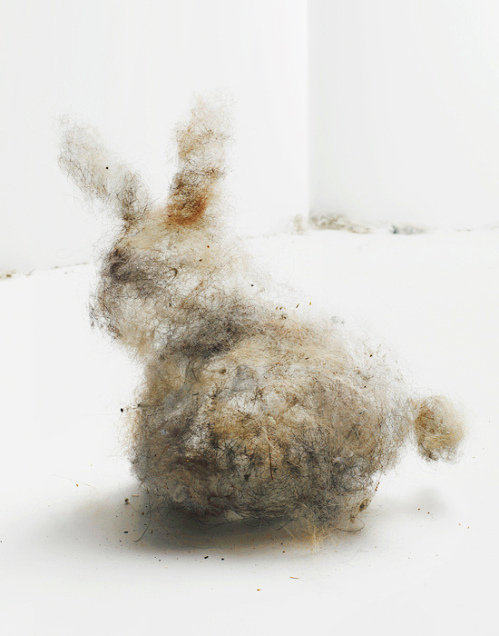 JAMIE CHUNG #rabbit #bunny