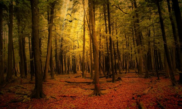 Forest Landscape Autumn Free Hd Wallpapers – WallpapersBae