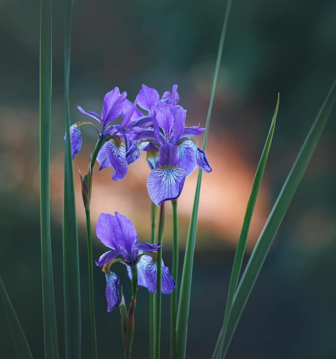 Flowers of Russia: Wonderful Flowers Photography by Vladimir Kniazev