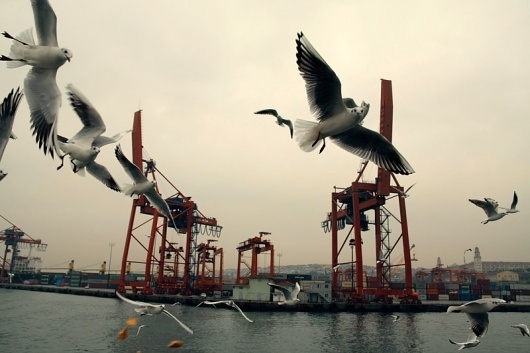 Bienvenue en Château-vacant #photography #seagulls