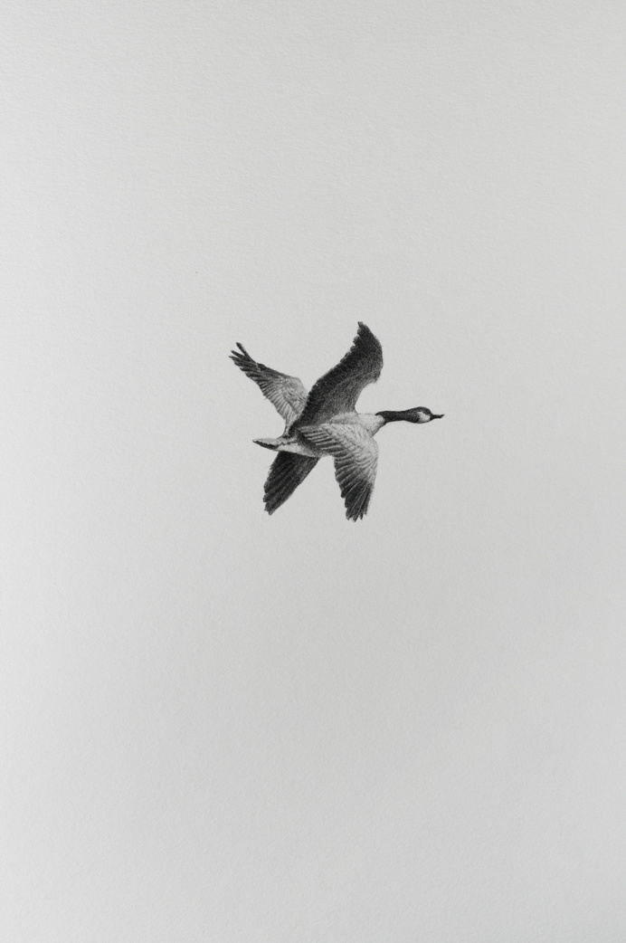 ANIMAL / MACHINE – X-wing