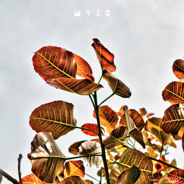 Dramatic Nature #gallery #tree #leaf #infected #nature #photography #hdr
