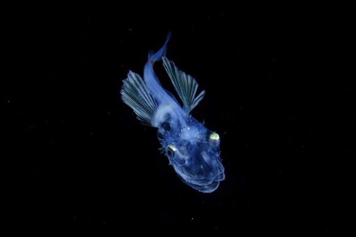 Photographer Ryo Minemizu Captures The Underwater World of Plankton