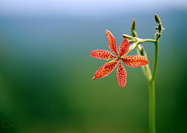 50 Pictures of Pretty Flowers #pictures #pretty #flowers