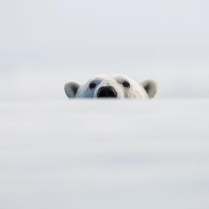 Photographer Audun Lie Dahl Captures Stunning Arctic Wildlife