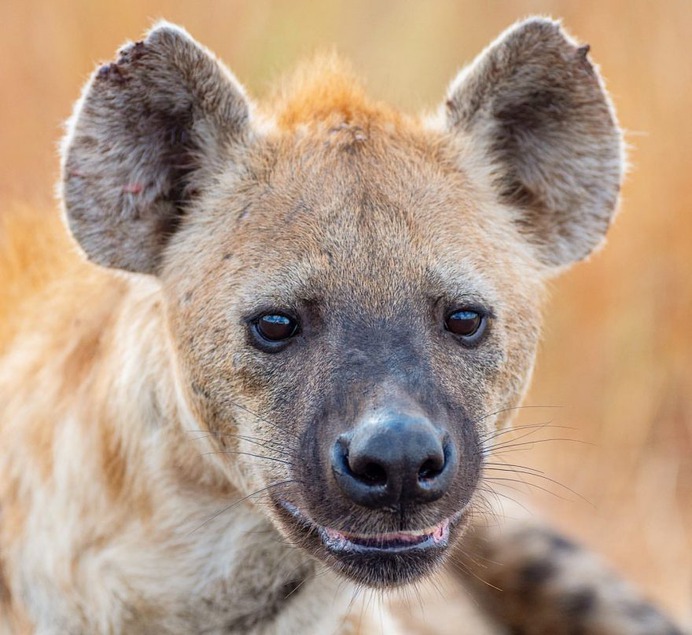Awesome Close-Up Portraits of Wild Animals by Rudi Hulshof