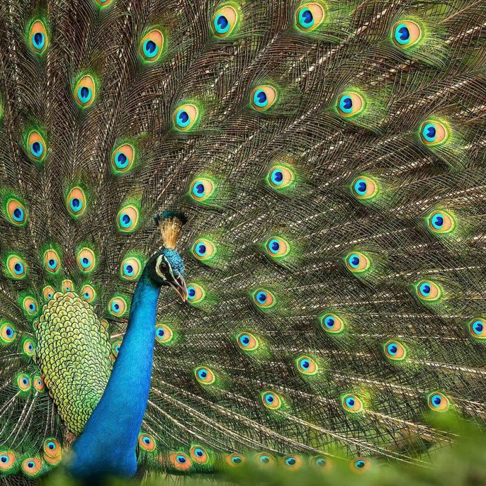 Wildlife Action Photography by Varun Aditya