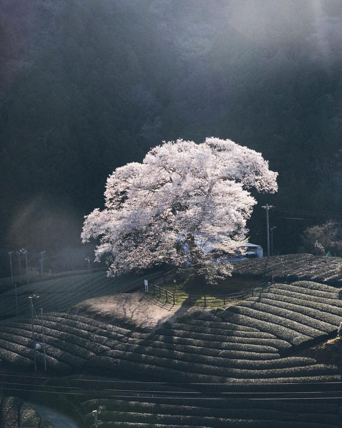 Cinematic Street Photography in Japan by Yuma Yamashita