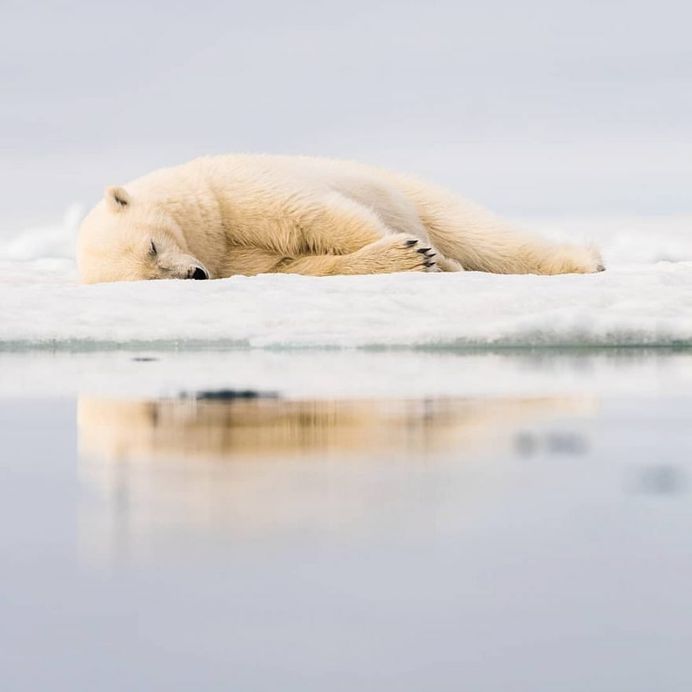 Photographer Audun Lie Dahl Captures Stunning Arctic Wildlife