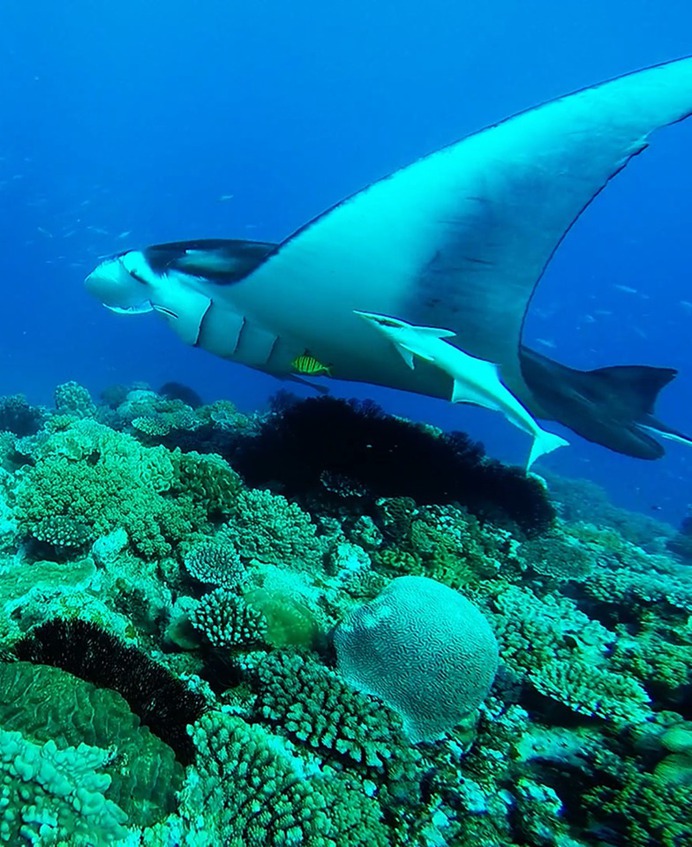 Manta Rays