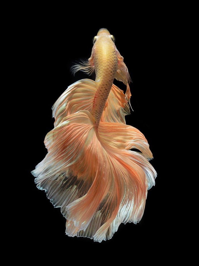 orange petal by visarute angkatavanich