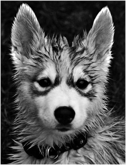 tumblr_li0z151haB1qc1zf3o1_500.jpg (490×640) #dog #wet #fur #puppy #husky