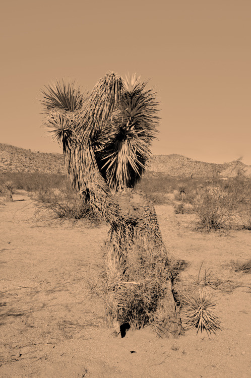 _CA+ __california ___joshua tree park PHOTOGRAPHIE © [ catrin mackowski ]