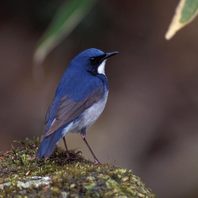 Birds of Japan: Beautiful Bird Photography by Hiroyuki Niimi