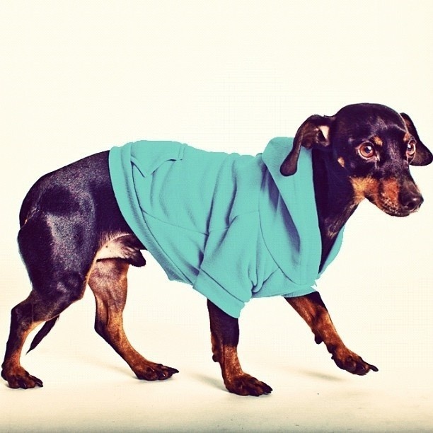 Blog 1855 | By Renata Fraga #photography #dog #animal #canine #pet #clothes #cute