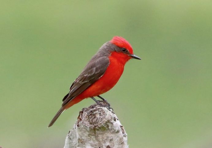#planetbirds: Incredible Bird Photography by Lindolfo Vieira Souto