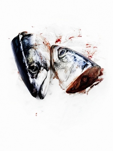 David Gill - Non-commissioned #fish