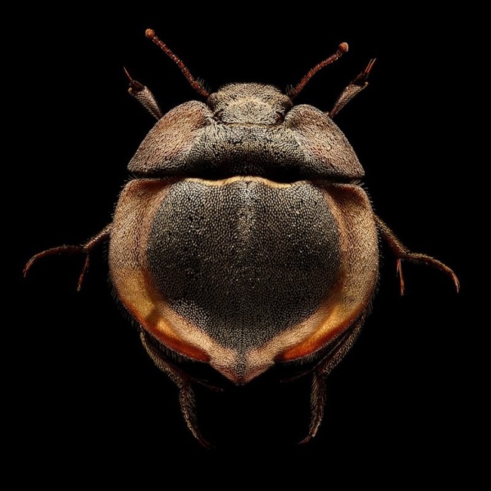 Microsculpture: Insect Portraits Under The Microscope by Levon Biss