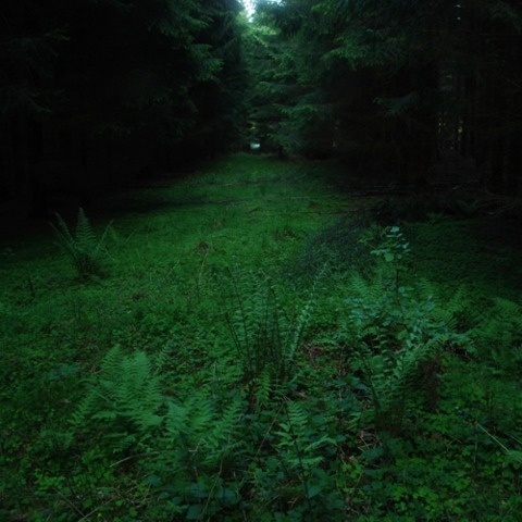 FFFFOUND! #ferns
