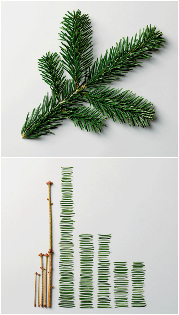 Pine Leaves byÂ Ursus Wehrli #infographics #photo #wehrli #datavis #ursus #science #funny