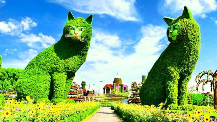Quadruplet Cats Topiary Art covered with Alternanthera shrubs at the Dubai Miracle Garden. No flower is integrated within them.