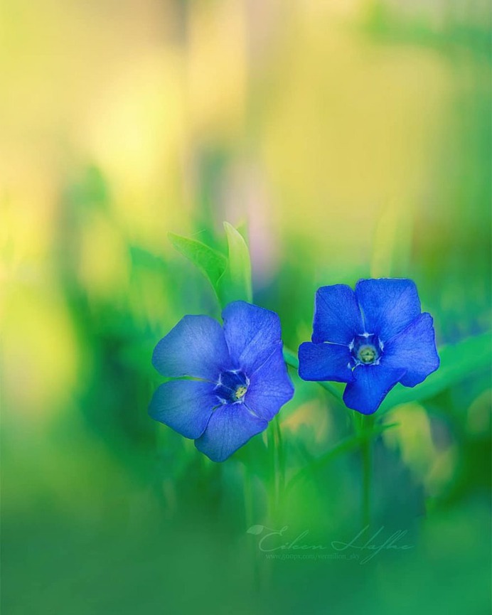 #flora_addict: Magical Flowers Photography by Eileen Hafke