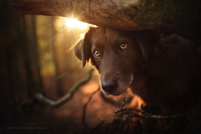 Photographer Captures Soulful Portraits Of Dogs In Austrian Wilderness #dog #animals #photography #portrait