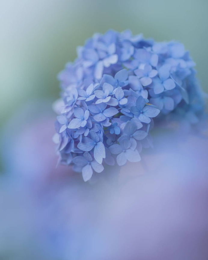 Candy Coloured Flowers Photography by Miyako Koumura