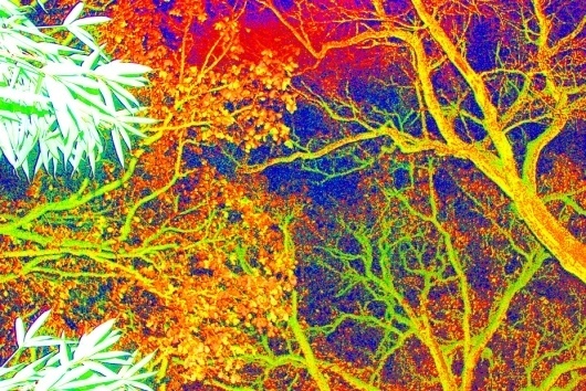 Nightvision #nightvision #darkness #photo #color #nightcolor #ultra