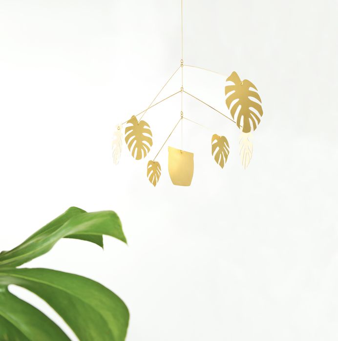 __MONSTERA DELICIOSA edit.jpg
