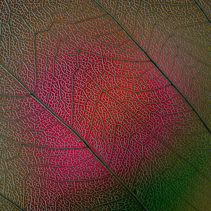 Bodhi Leaf by Lotte Gronkjaer-Funch