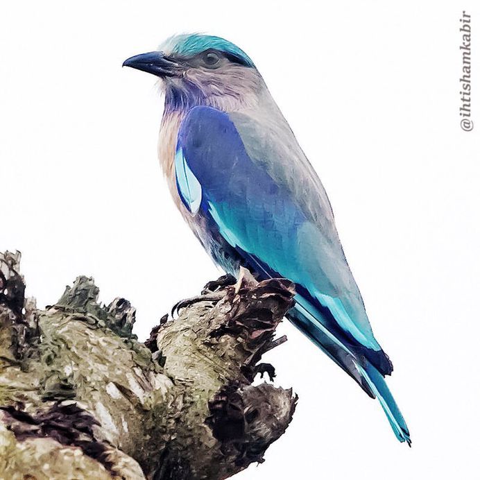 #birds_adored: Stunning Birds Photography by Ihtisham Kabir