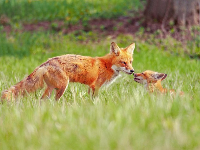 Breathtaking Portraits of Wild Animals by Kevin Biskaborn