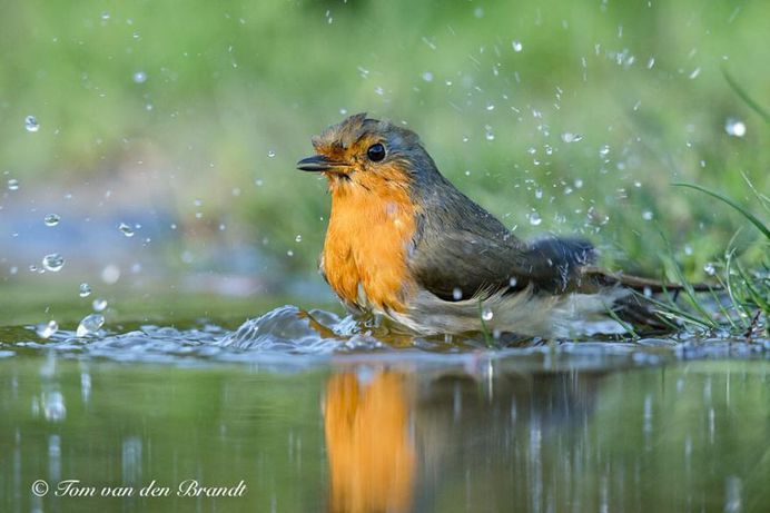 #eye_spy_birds: Brilliant Birds Photography by Tom van den Brandt