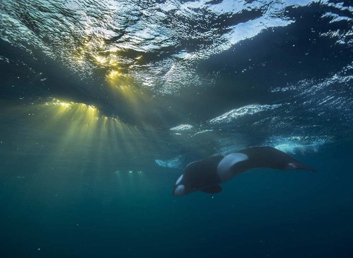 Audun Rikardsen Captures Magnificent Whales on The Arctic Side of The World