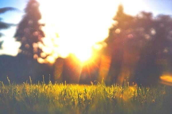 Post your images easily to multiple social networks and blogs with Polarfox app for Android. Become a beta tester! http://www.polarfox.com #inspiration #grass #photo #sunshine #yellow #warm