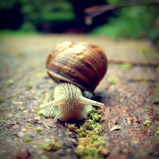Macro Photography by Eszter Valy » Creative Photography Blog #inspiration #photography #macro