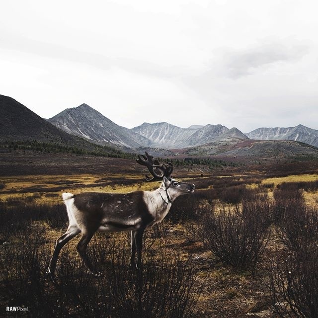Deer in the headlight. #Sample - Be inspired by Rawpixel.com #nature #spring #deer #animal #realimage #social #branding #socialmedia #sal