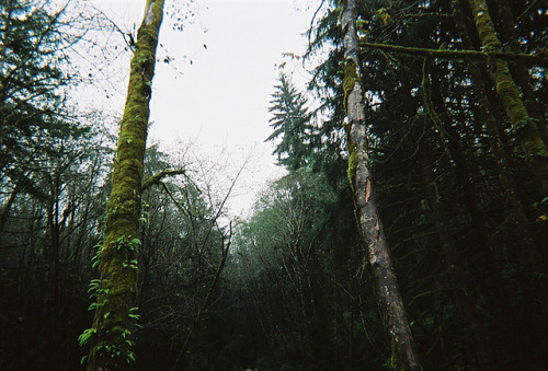 beyond the pines