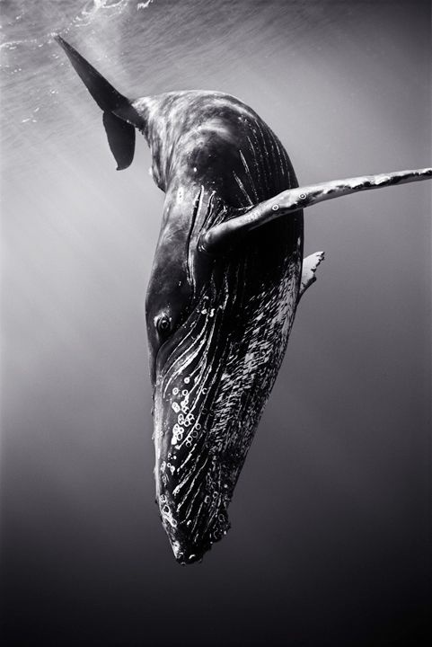 whale sea ocean water photo fish