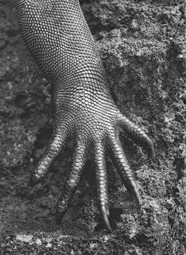 WILD THING: Shell Blues #white #black #photography #reptile #animal #and #claw #hand #lizard #beauty